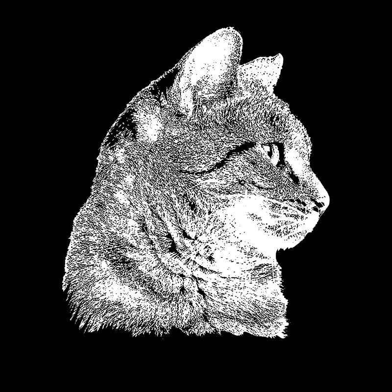 Portrait de chat
