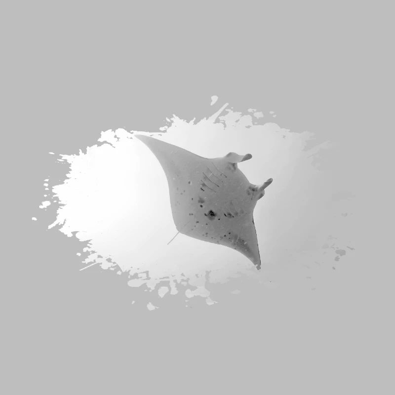 diving Manta
