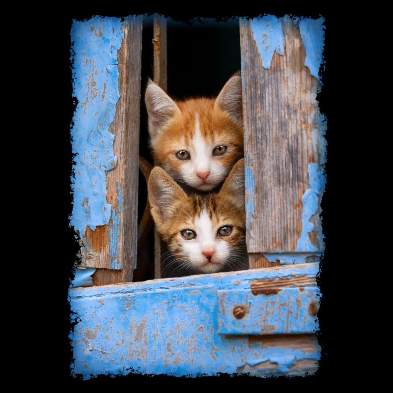 Curious kittens looking out a blue window