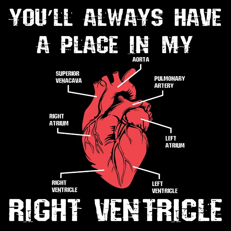 Anatomie du coeur