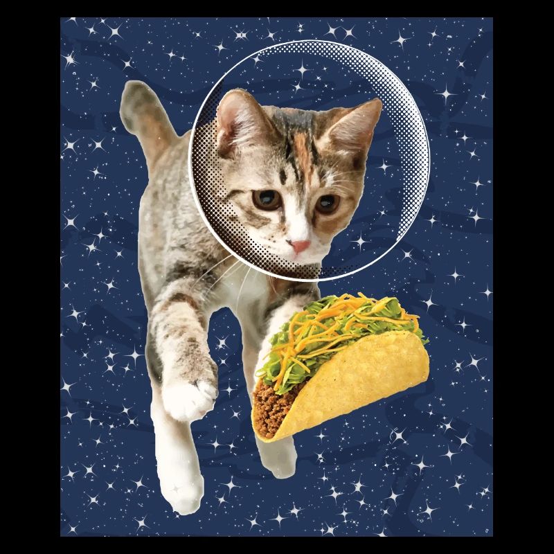 Katze und Taco