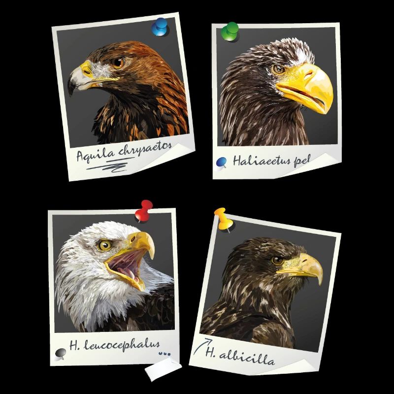 Oiseaux de proie