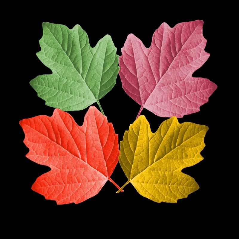 bunte Blätter im Herbst von einem Baum Blatt Laub