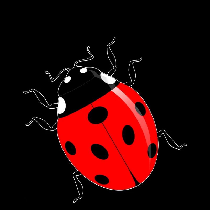 Coccinelle