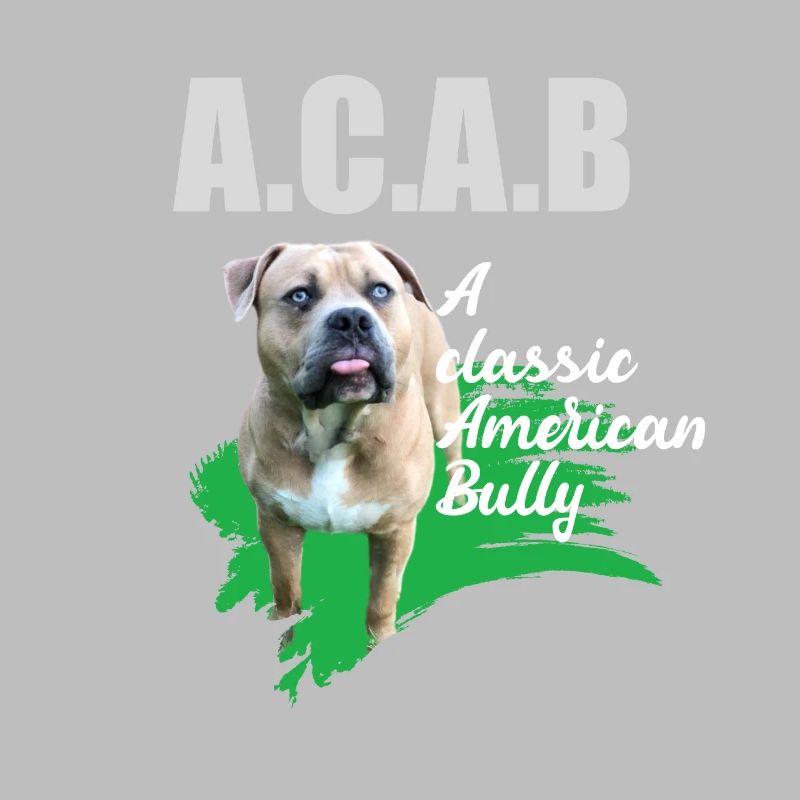 A classic American Bully without docked ears ACAB