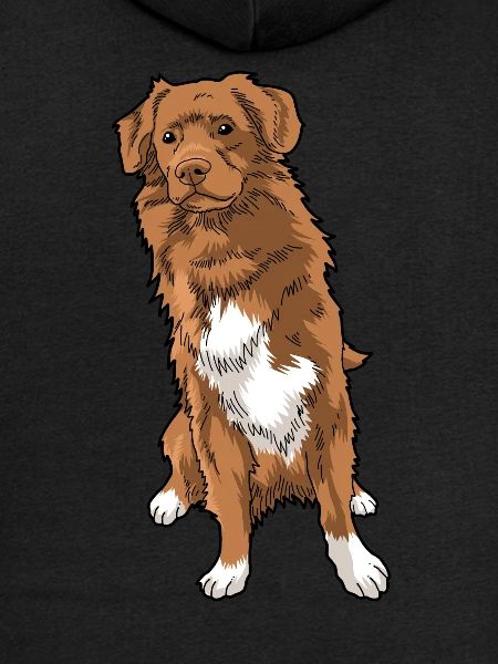 Nova Scotia Duck Tolling Retriever