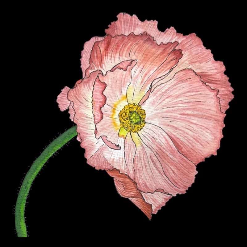 rosa Mohn Blume