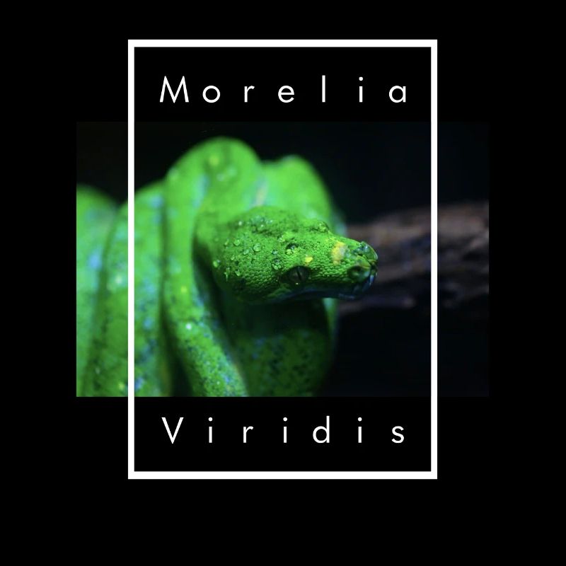 Morelia viridis Schlangenpfleger Grüner Baumpython