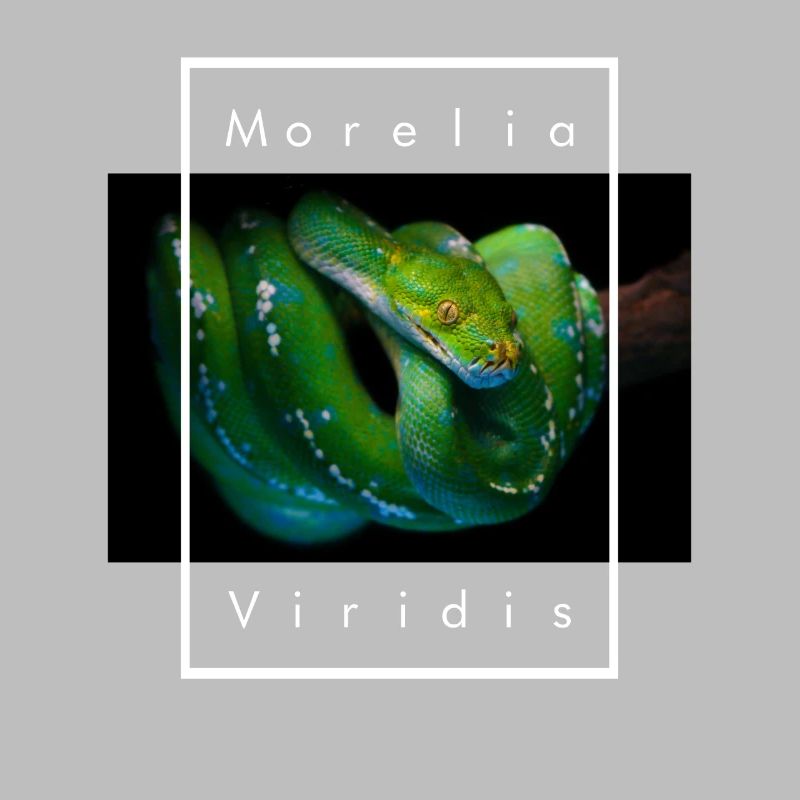 Morelia Viridis Arbre Vert Python Serpent Gardien
