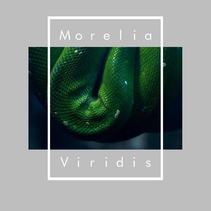 Green Tree Python Morelia Viridis Snake