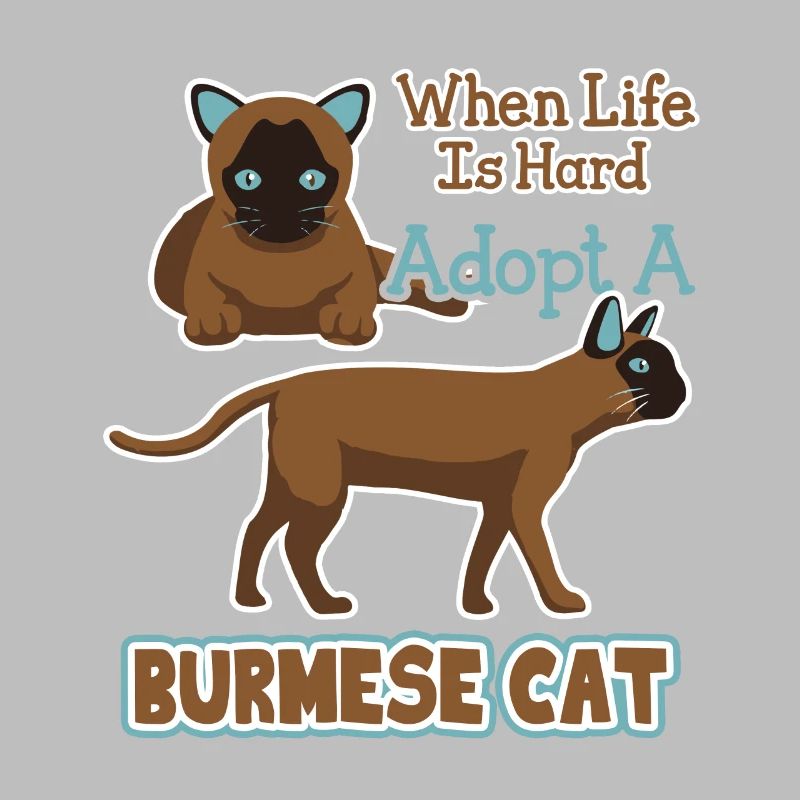 Adopt A Burmese Cat