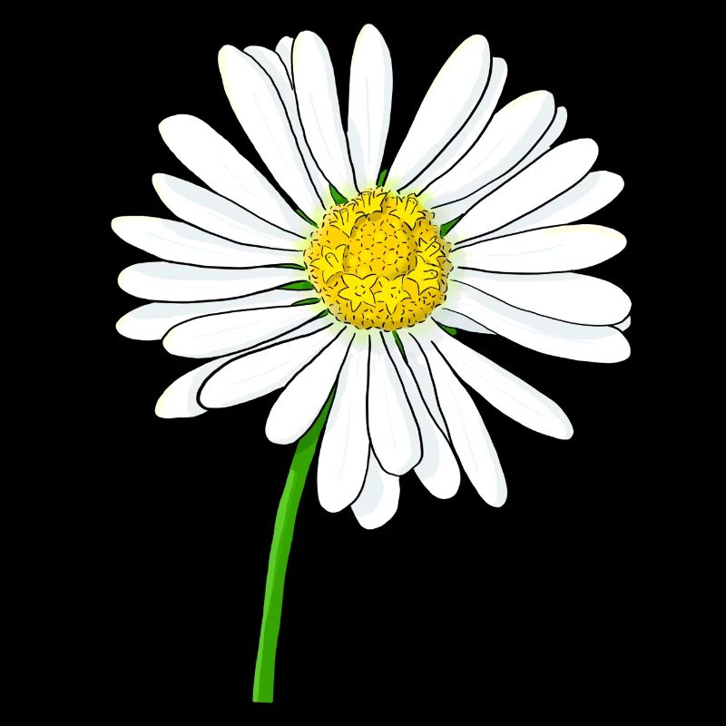 Gänseblümchen Blume