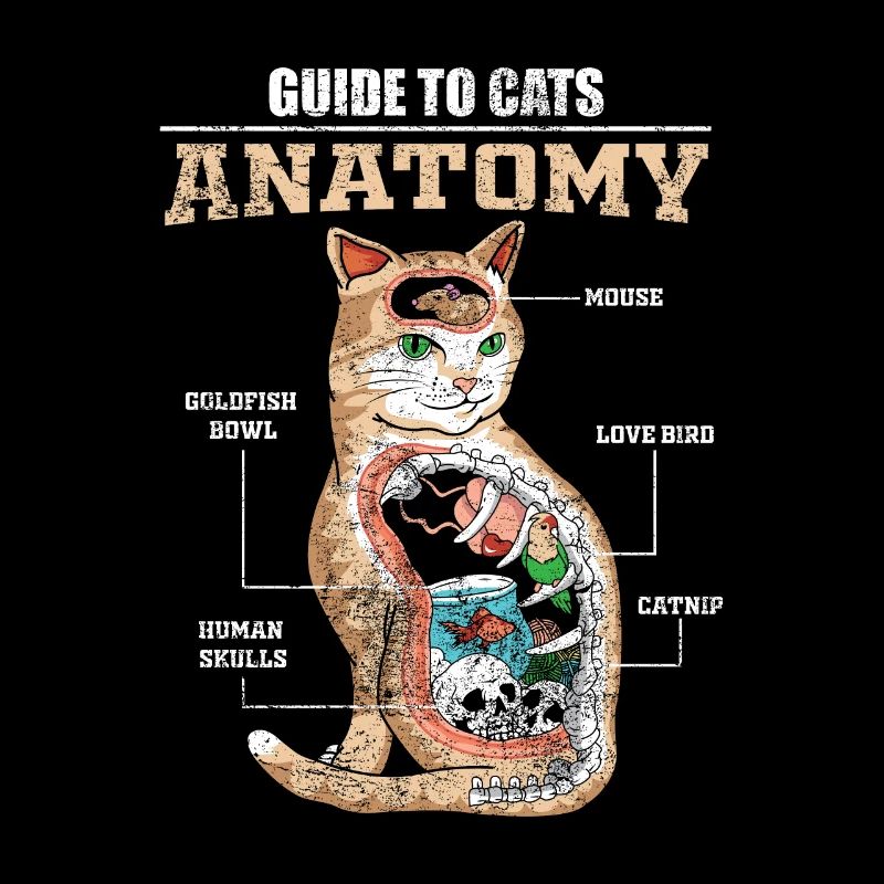 Chats anatomie chatons tomcat domestique kitty