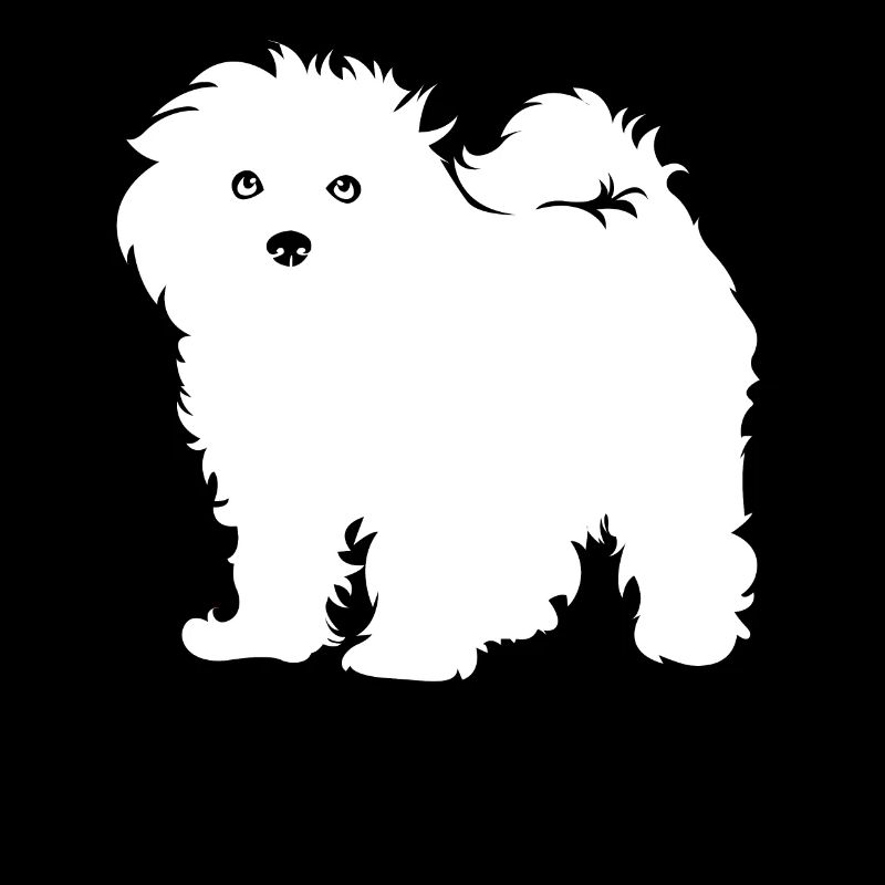 Bichon Frise