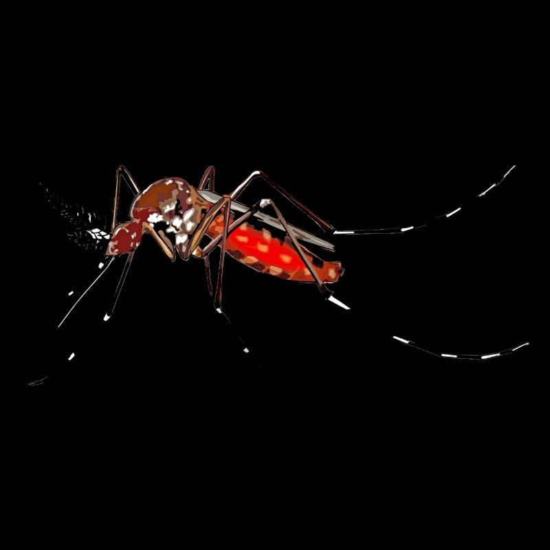 mosquito