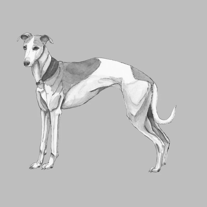 Whippet