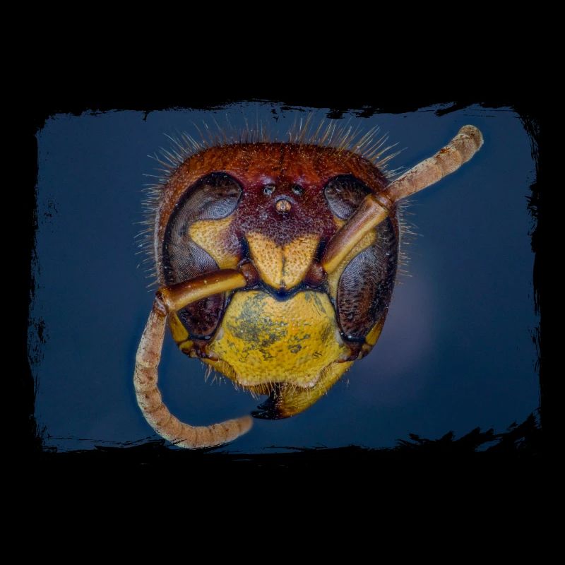 European hornet. Hornet.