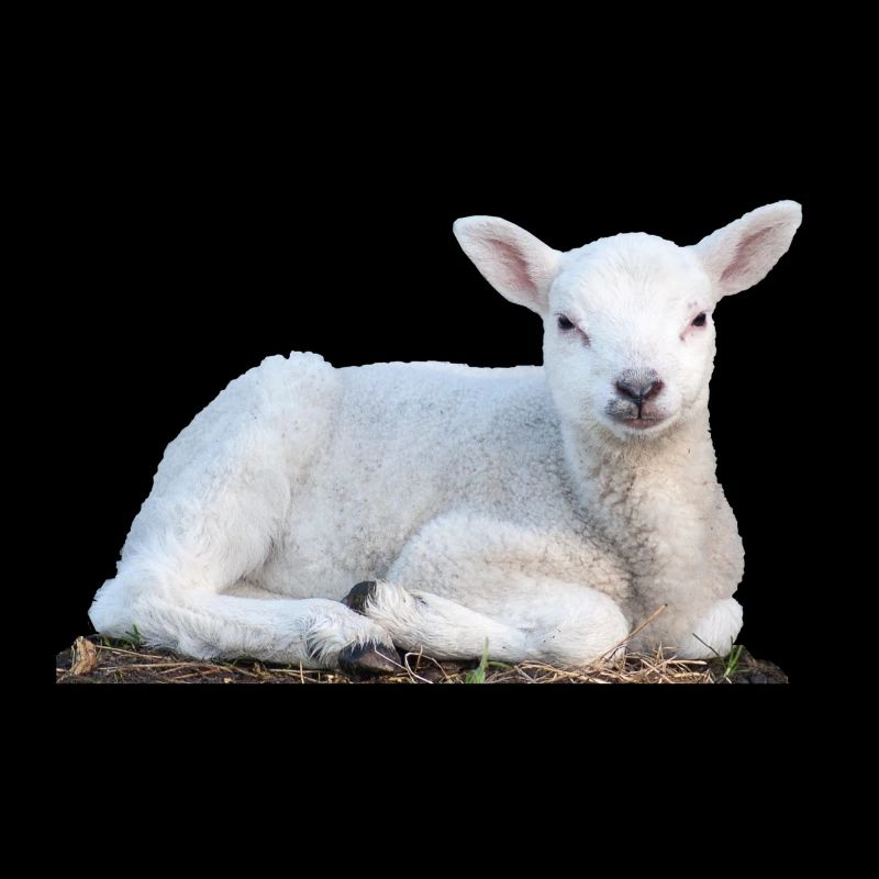 Lamm Ostern Schaf Frühling Tier