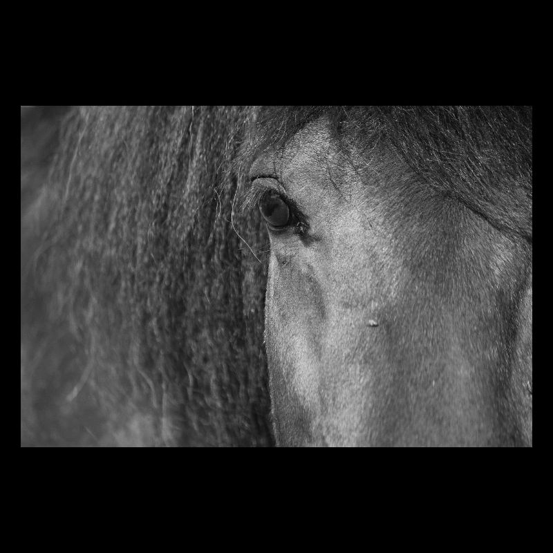 Oeil de cheval