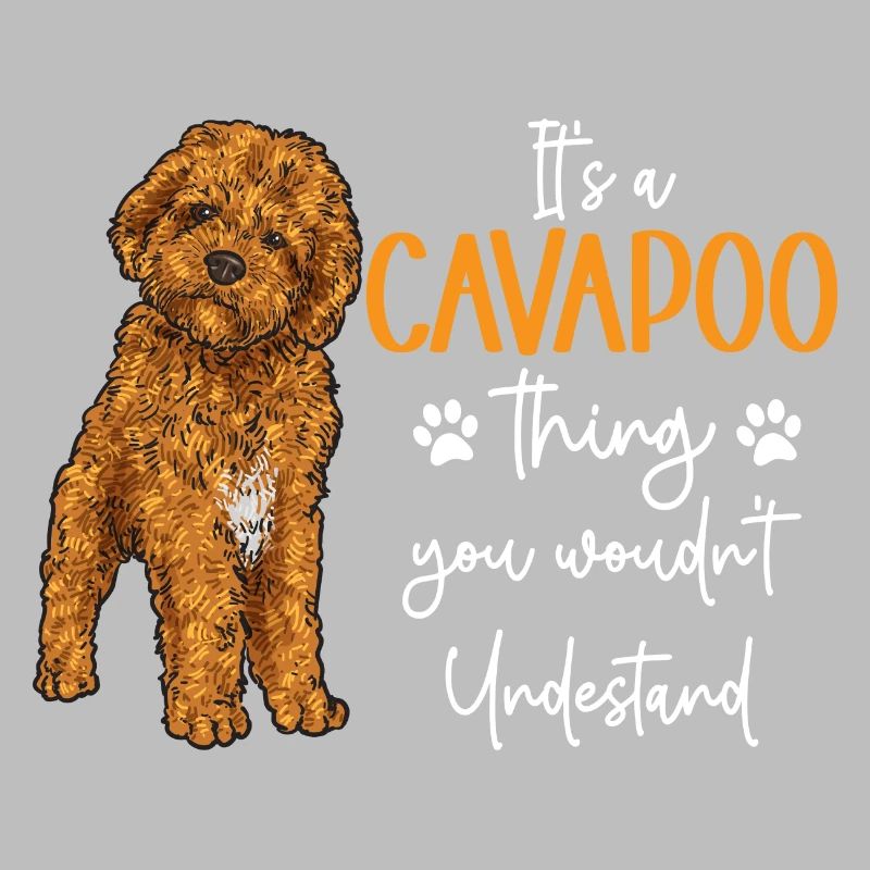 Cavapoo Cavoodle Capoodle Chien
