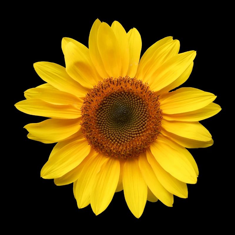 Vous êtes le soleil!