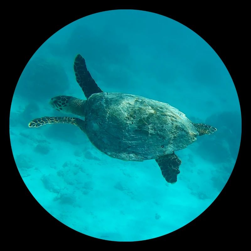 Sea Turtle