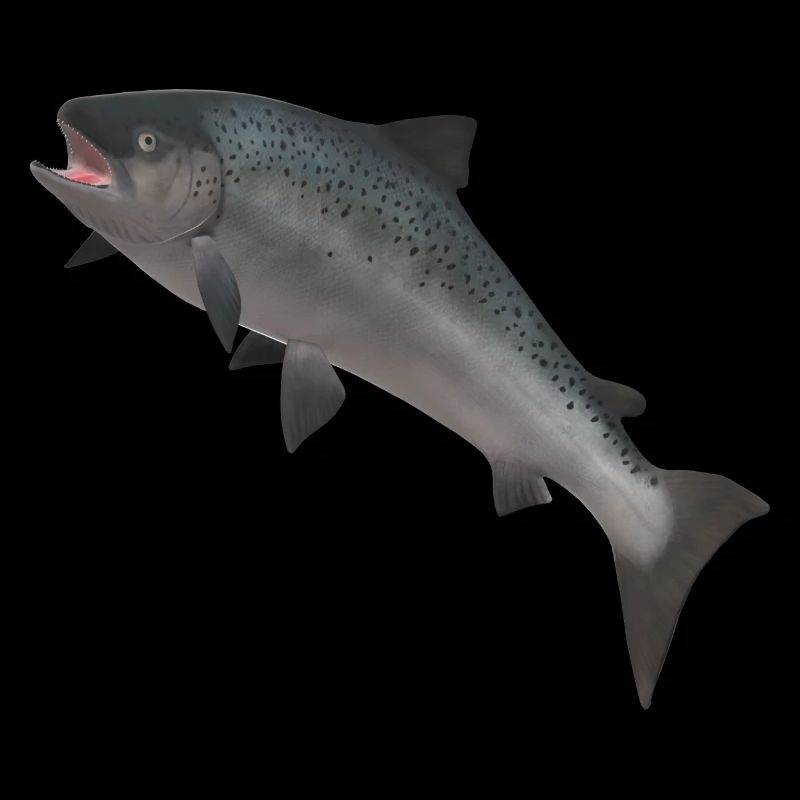 Saumon sauvage 3D