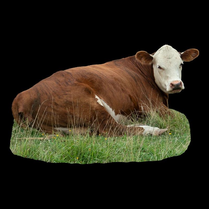 Vache