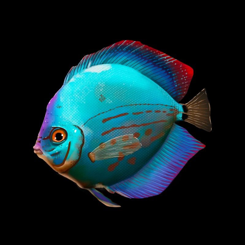 Diskusfisch Buntbarsch Aquarianer Aquaristik Fisch
