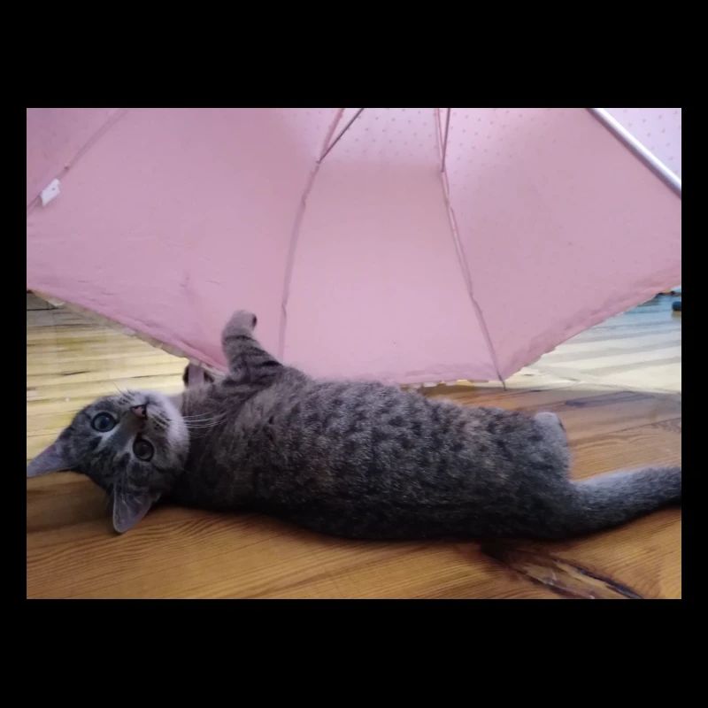 chat, cocur, chatte