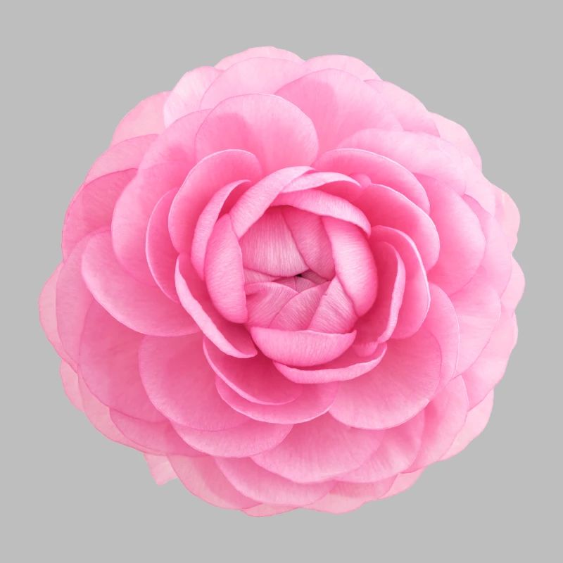Floraison ranuncule