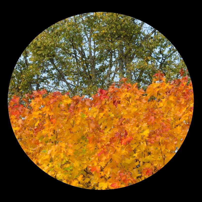 Automne