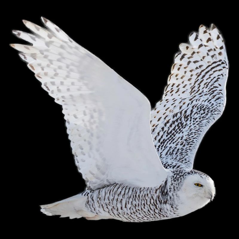 White Owl