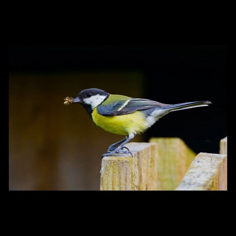 Great Tit with Spider