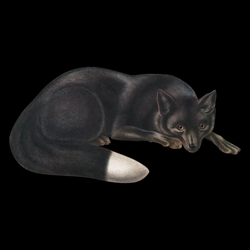 Black fox