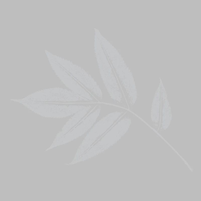 Leaf Ash - Nature & Forest Botanical