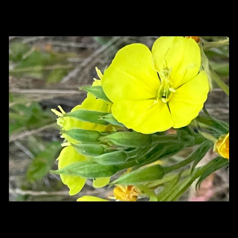 Gelbe Blume