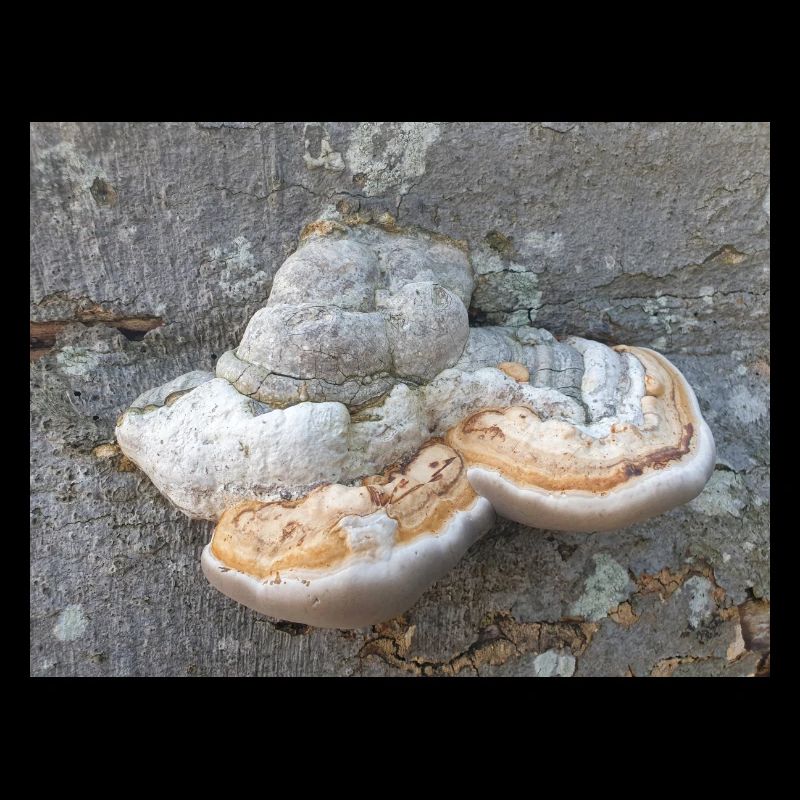 surgeon's agaric also tinder fungus Zunderschwamm