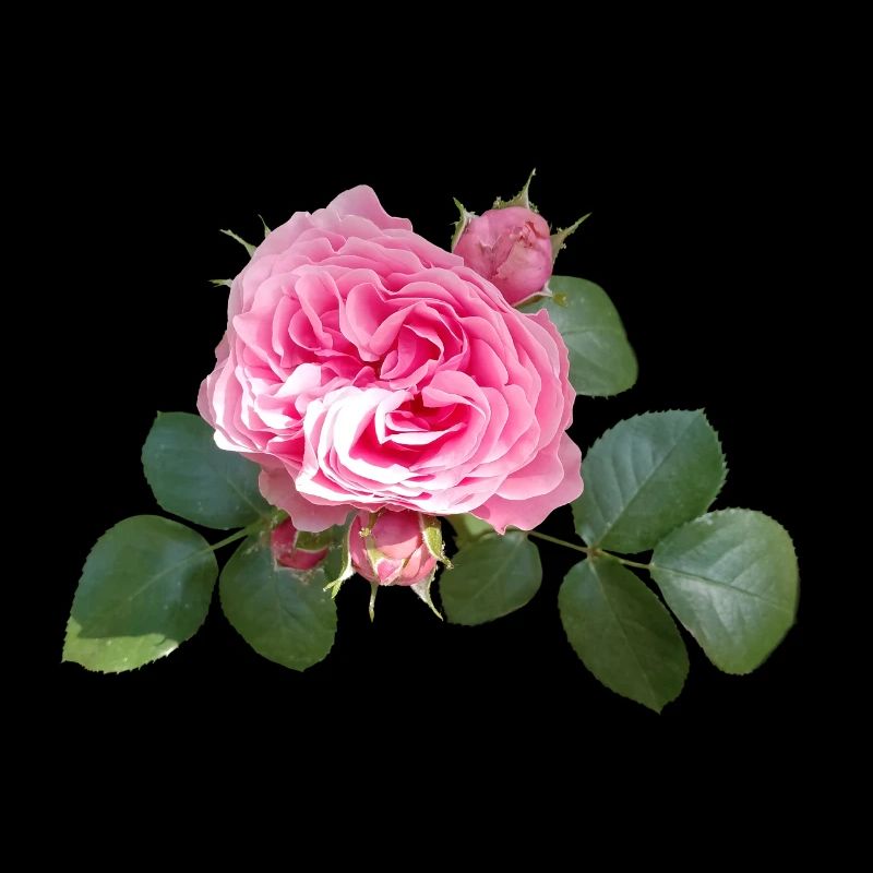 Pink ROSE