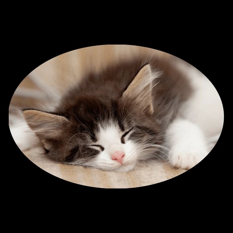 Chat endormi