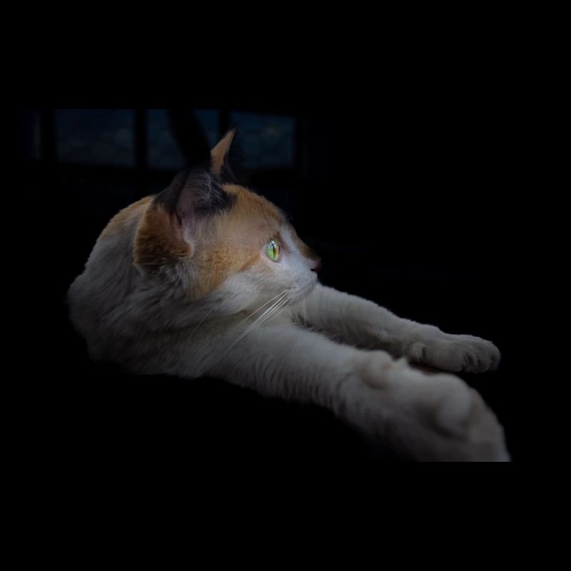 le chat blanc aux yeux verts