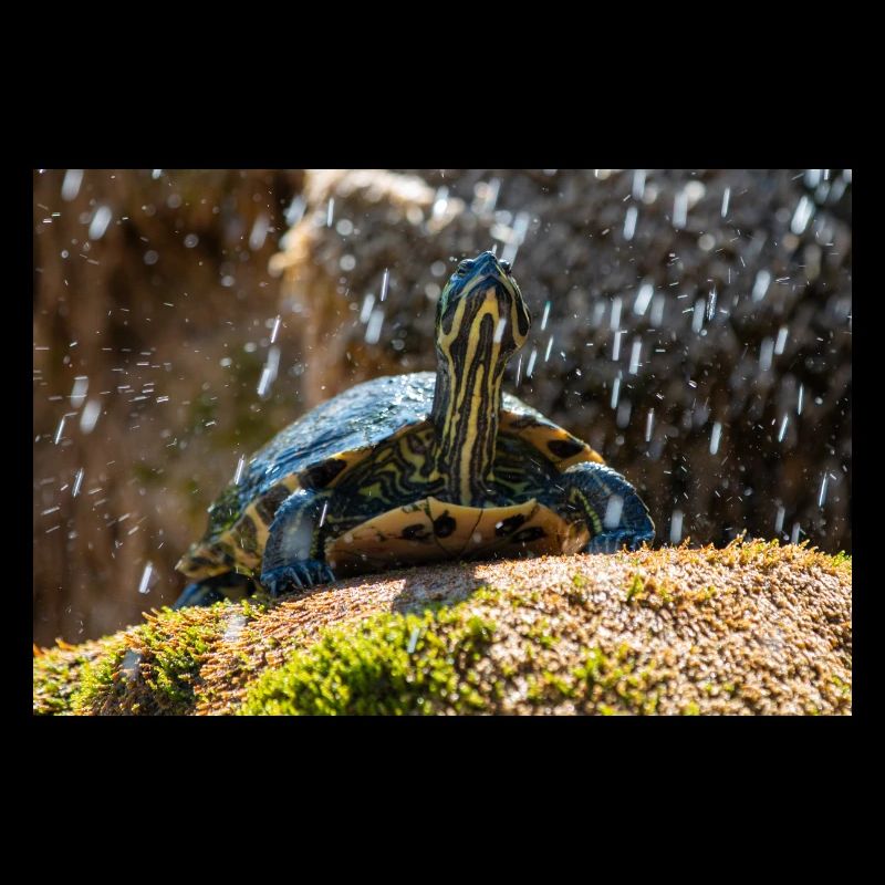 Gelbbauch-Slider Trachemys scripta scripta