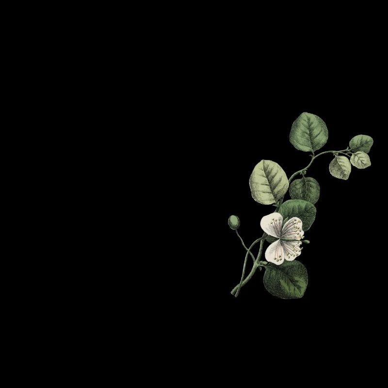 Nummer 33 Blumengrün - 33. Blumengeburtstag