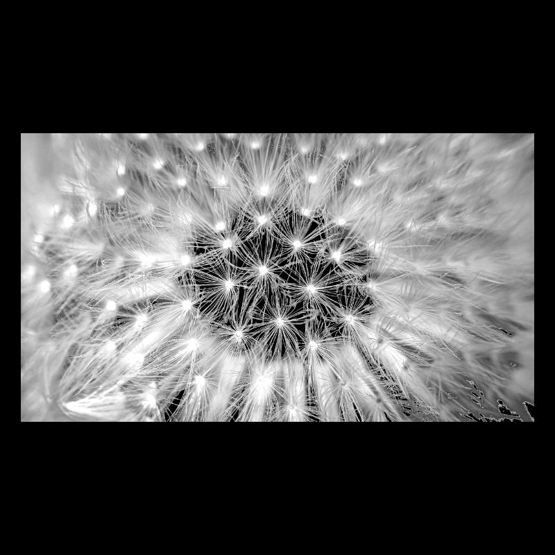 Dandelion, A731876