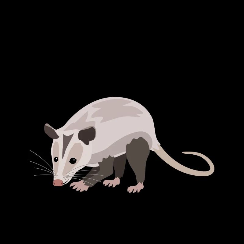 Point culminant de l’opossum naturellement élégant