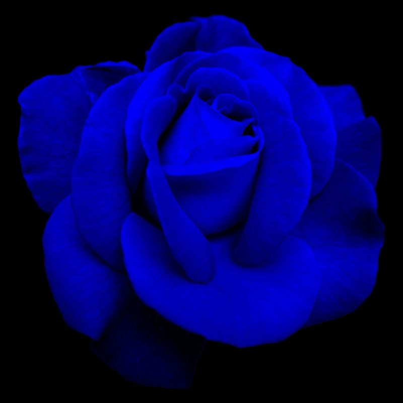 Blue Rose