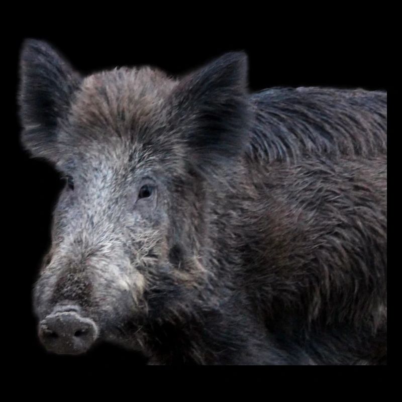 Wild boar Wild boar Pig Sow Pigs