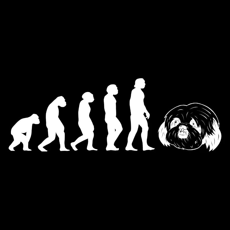 Évolution Shih Tzu