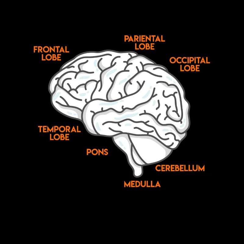 Medizin Studium Anatomie eines Gehirns Arzt