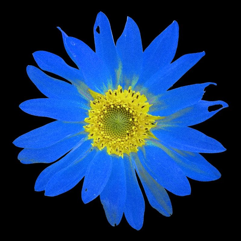 Tournesol Ukraine Drapeau Drapeau Jaune Bleu Couleurs